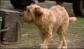 dr dolittle 3-avi_586.jpg